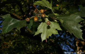 Sorbus-torminalis