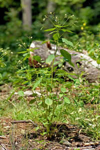 Impatiens_parviflora_plant_aka-ANDRE_KARWATH