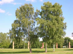 Betula_Pendula_at_Stockholm_University_by-Jordgubbe