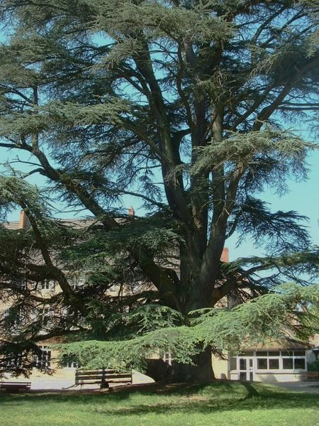 Cedrus_atlantica-J.F.GAFFARD