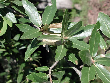 Quercus_emoryi-POMPILID