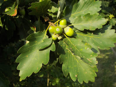 Quercus_petraea_Chene_Rouvre_ou_Sessile-bei.Niederhaverbeck.selbst.fotografiert