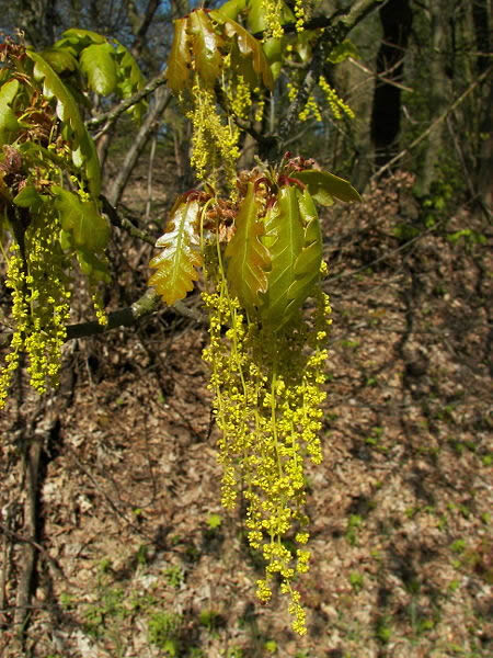 Quercus_petraea_Chene_Rouvre_ou_Sessile-by-Willow