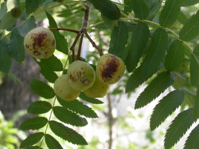 Sorbus-domestica-FRUIT-by-Abrahami