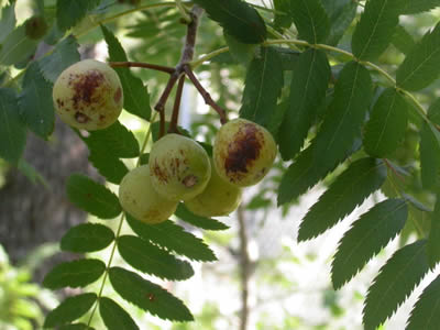 Sorbus-domestica-FRUIT-by-Abrahami