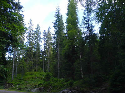 Mixed_Picea_pruce_forest_from_Vestfold_county_in_Norway-KRISTAGA
