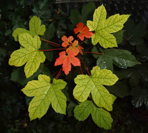 Maple_leaves-by-MARKUS_BERNET