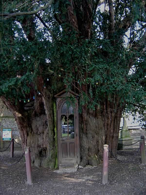 If.millénaire.à.La.Haye-de-Routot-Eure-France.avec.Chapelle.Saint-Anne.(circonférence.16.mètres)