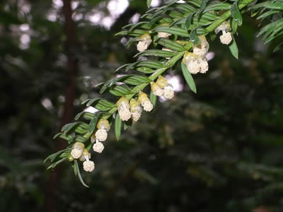 Taxus_baccata_flowers-by-VELELA