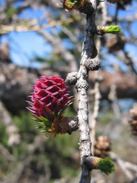 LarixDeciduaFemaleFlower-TIGERENTE