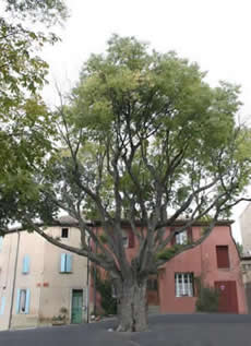 MICOCOULIER-ARBRES