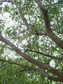 micocoulier-branches