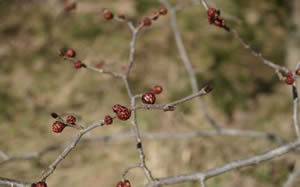 Ulmus-glabra-buds-by-STEN_PORSE