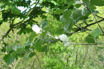 Populus_alba_branch-BY-MPF