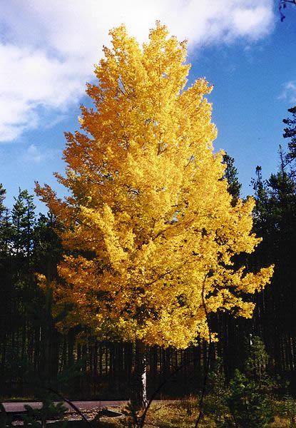 Aspen-PopulusTremuloides-2001-09-27-BY-FAIRSING