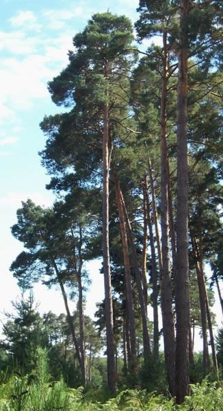 Pinus_sylvestris-by-B.NAVEZ