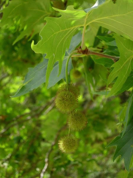 Fruits_of_Platanus_orientalis-by-Samuli_Lintula