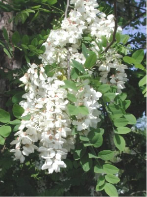 Fleurs_Robina-Faux_Acacias-Ph_Pollinator