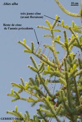Abies_alba_by-JDV123