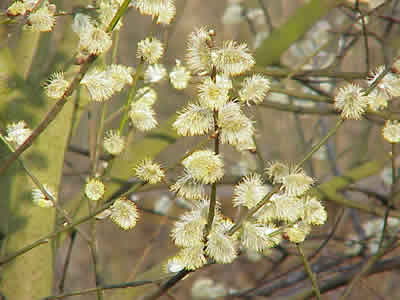 FLEURS_MALES-Salix_caprea-BY-BIOLIB.DE