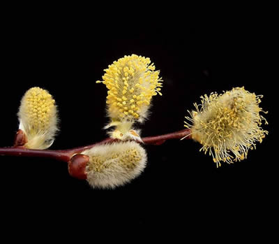 Salix_caprea_catkin-chaton_male-BY-FRANCK_VINCENTZ