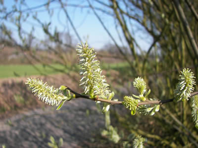 Salix_caprea_chaton_femelle-by-WILLOW