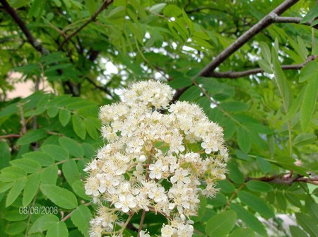 1840063sorbier-oiseleurs-fleur