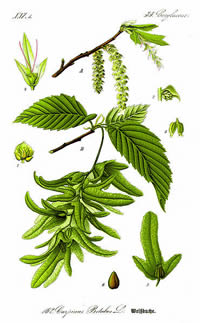 Illustration_Carpinus_betulus_www.biolib.de