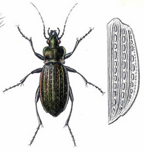 Carabus_granulatus