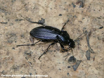 carabus-granulatus