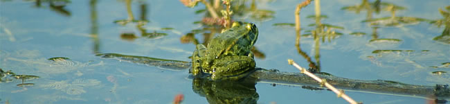 grenouille-verte