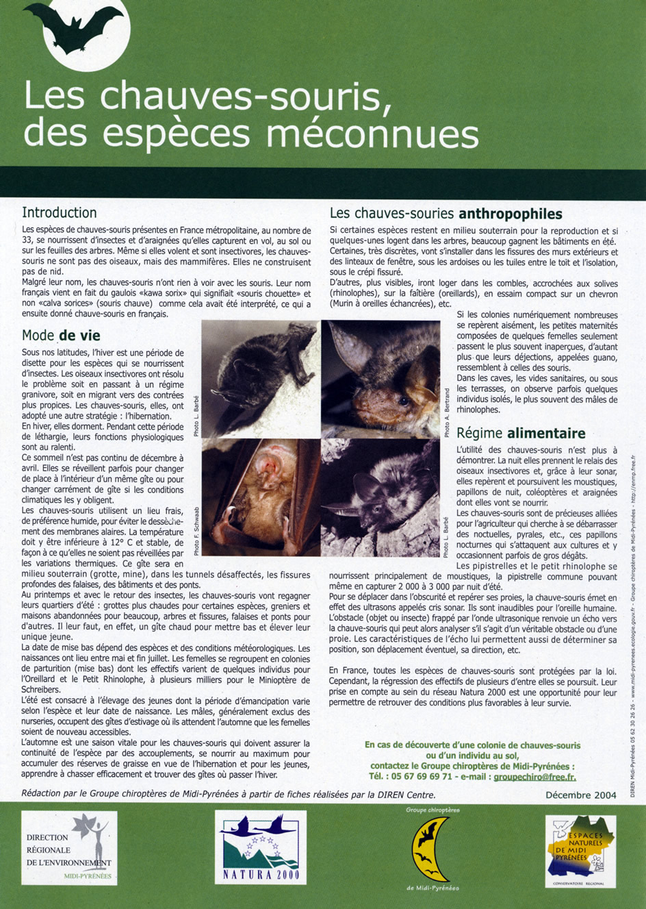 Brésil : des chauves-souris vampires s'attaquent aux humains