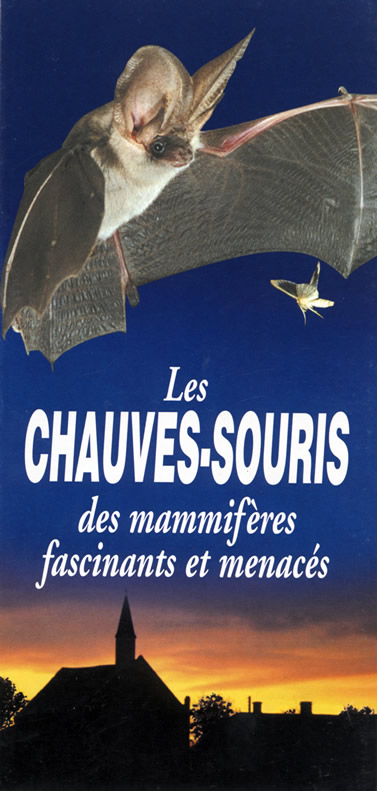 Brésil : des chauves-souris vampires s'attaquent aux humains