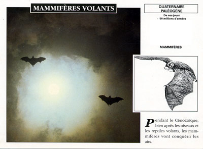 MAMMIFERE VOLANT