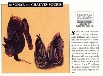 SONAR DE LA CHAUVE SOURIS