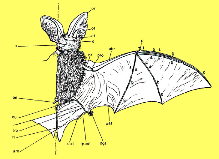 schema chauve-souris