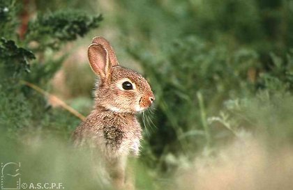 lapin_garenne-A.S.C.P.F.