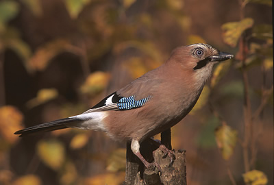 Garrulus_glandarius