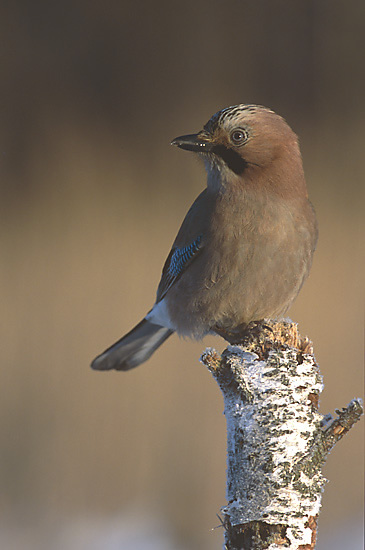 Garrulus_glandarius