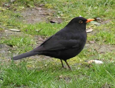 merle-noir-Turdus merula. Ph Sannse