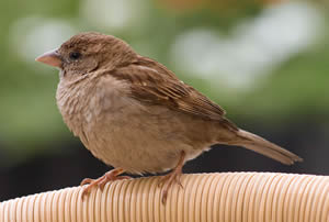 moineau