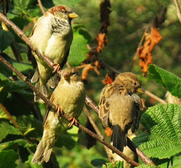 moineau4