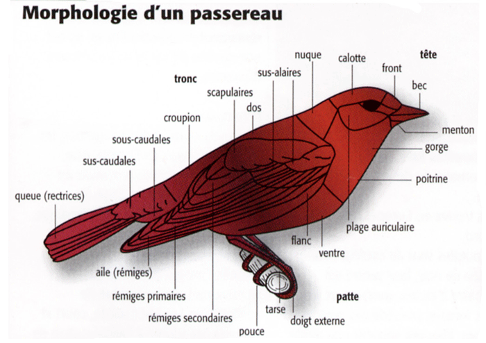 morphologie du passereau