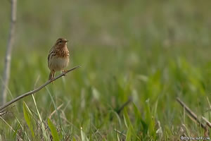 pipit_gorge_rousse_claude_ruchet