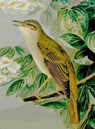 audubon