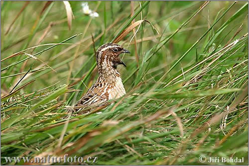 coturnix-coturnix