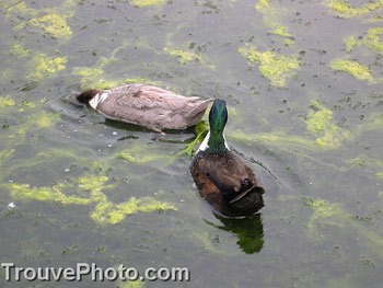 colvert