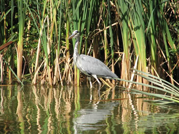 heron_Cendre