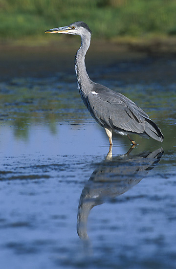 Ardea_cinerea_2_Marek_SzczepaneK