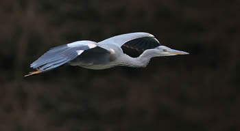 Ardea_cinerea_Luc_Viatour